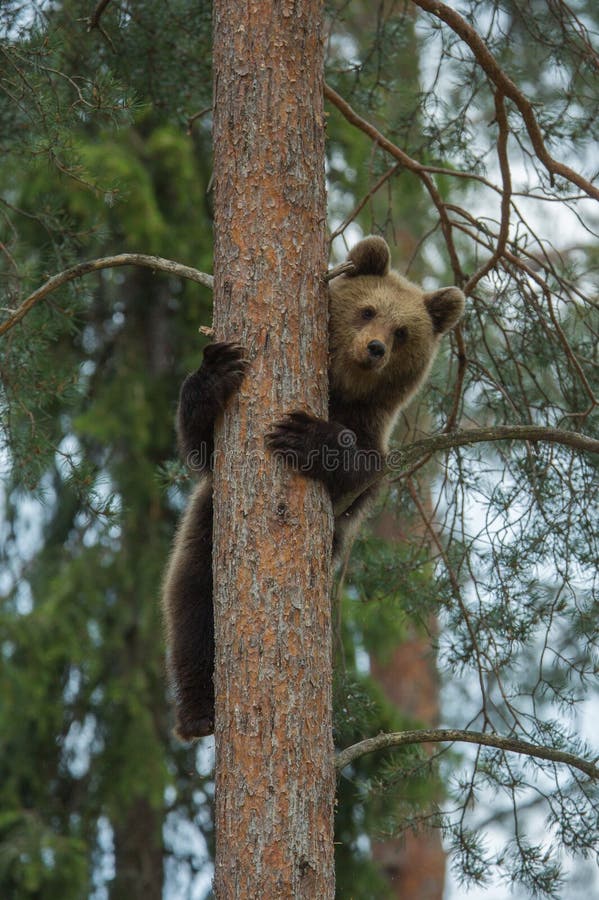 Brown bear climbing tree in forest