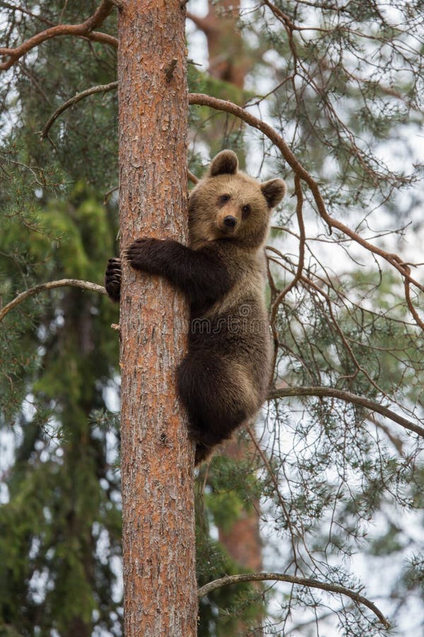 Brown bear climbing tree in forest