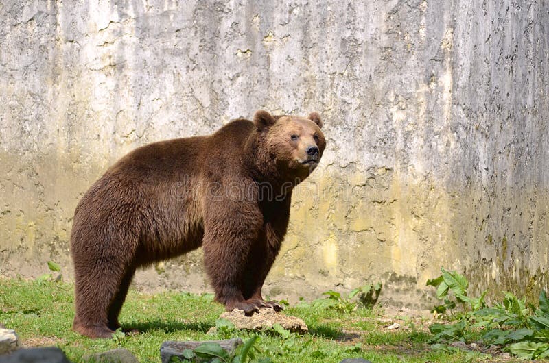 Brown bear