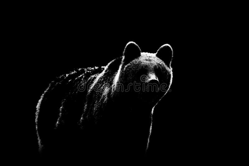 Brown bear contour on black background. Bear contour in black and white