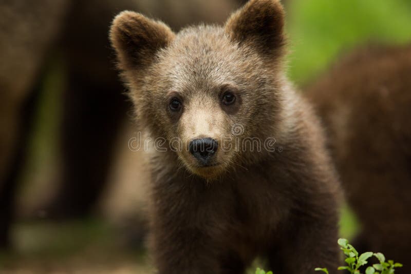 Brown bear cub in Finnish forest