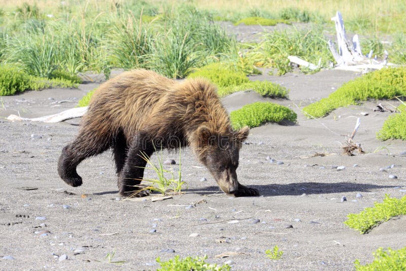 Brown Bear Cub Learning the Trade of Using His Nose Stock Photo Image