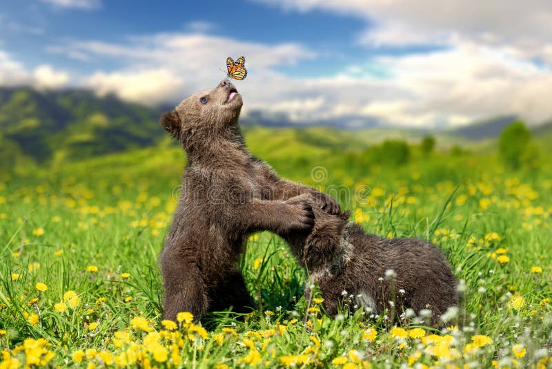 Brown bear cub playing on the summer mountain with butterfly