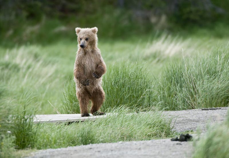 Brown bear cub standing