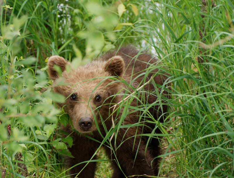 Brown Bear Cub Walking Through The Grass