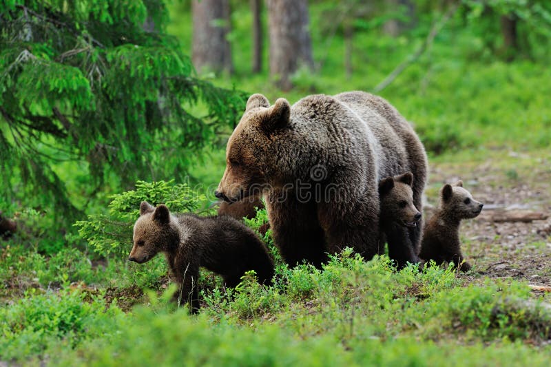 Mother bear and cubs stock photo. Image of cute, protective 56865886