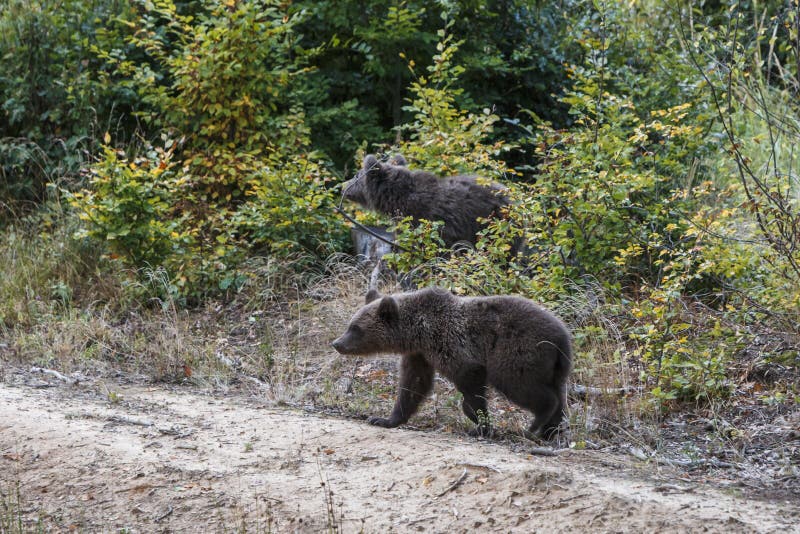 Brown bear cubs in the forest. Natural habitat. Romania