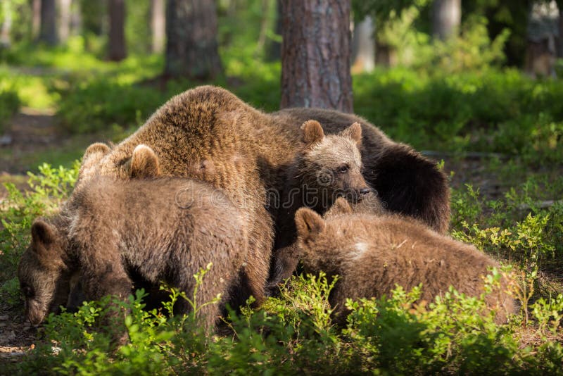 Brown bear cubs meeting in Finnish forest