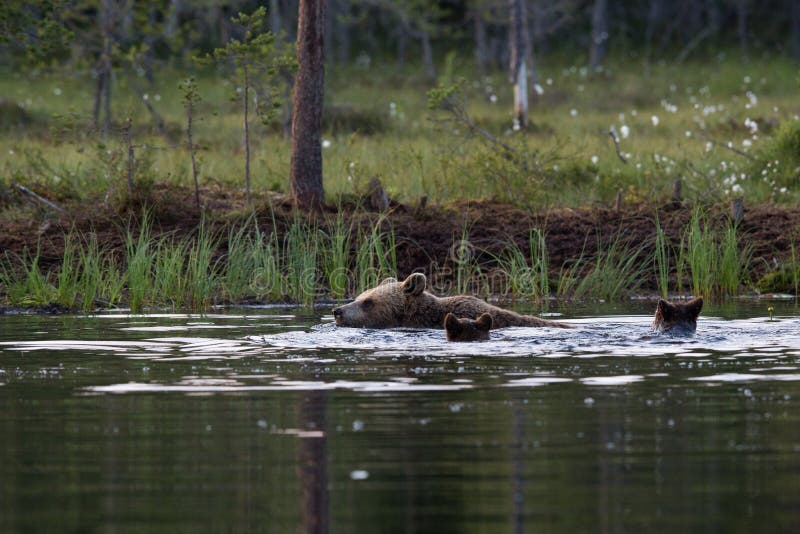 Medvedice hnedé plávajú v jazere vo Fínsku
