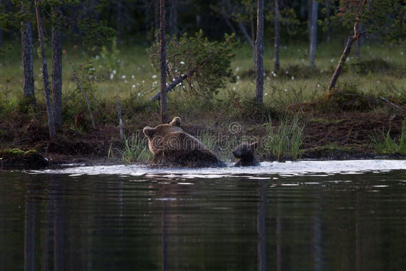 Brown bear cubs swimming in lake in Finland