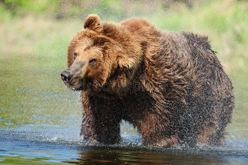 Brown Bear Drying Off