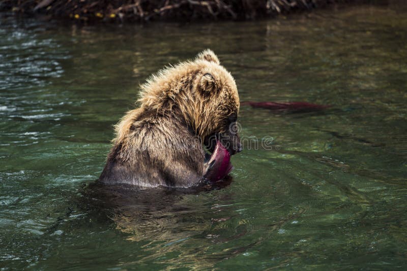 Brown Bear Eating Fish Caught In Lake,Kamchatka Peninsula,Russia royalty free stock photo Brown Bear Eating Fish Caught In Lake,Kamchatka Peninsula,Russia royalty free stock photo