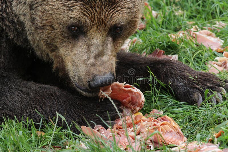 Brown bear eating meat stock photo. Image of nordic, powerful - 33058456