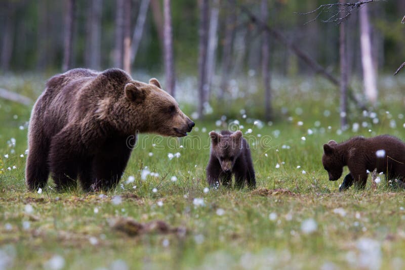 Brown bear family in Finnish field with flowers