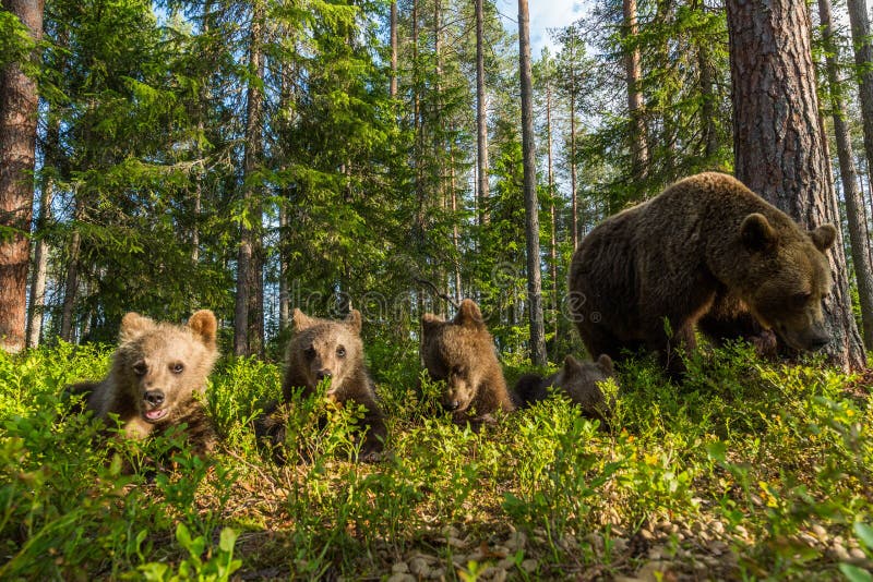 Brown bear family in Finnish forest