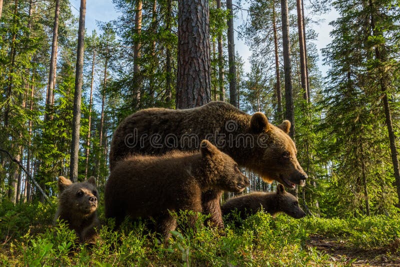 Brown bear family in Finnish forest