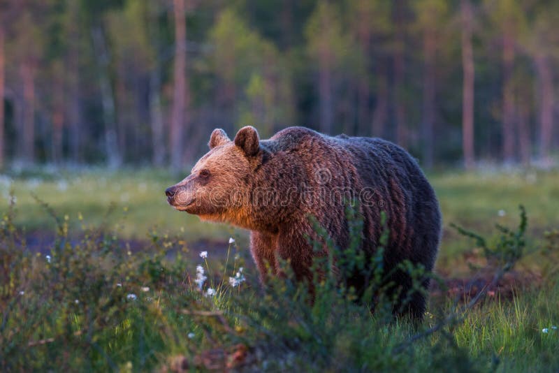 Brown bear in Finnish field with flowers