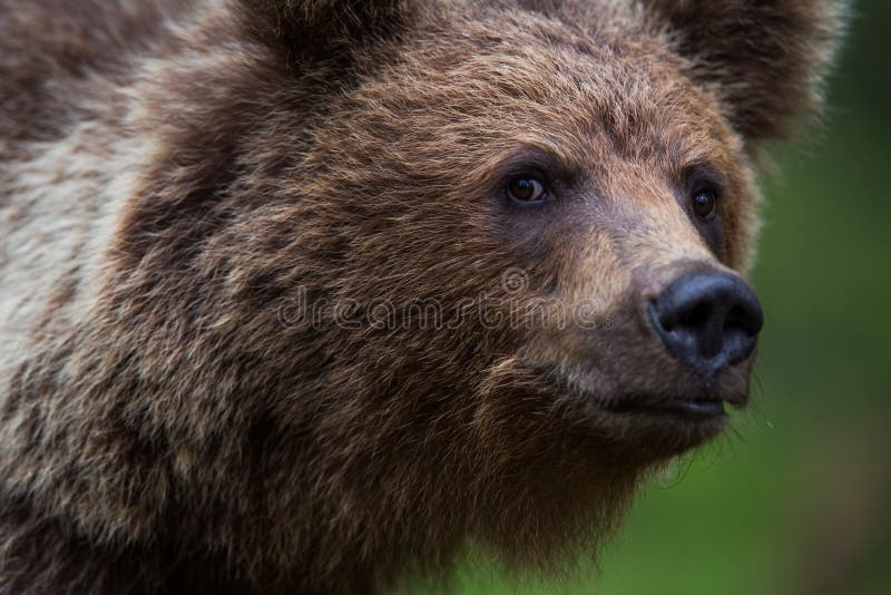 Brown bear in Finnish forest