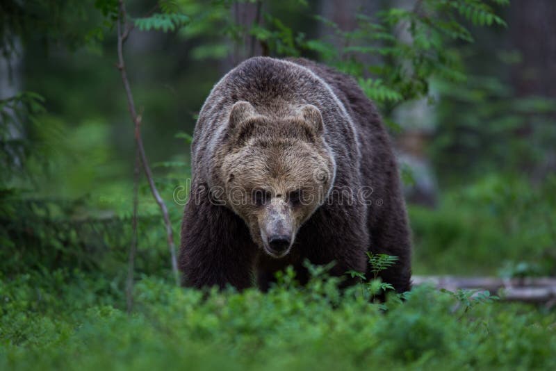 Brown bear in Finnish forest