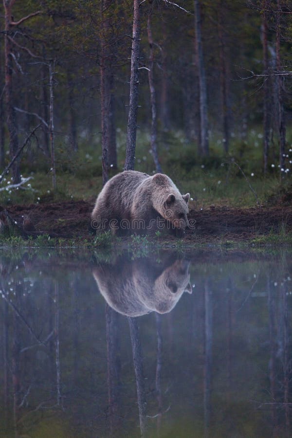 Brown bear in Finnish forest with reflection from lake