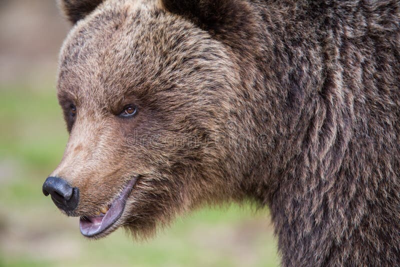 Brown bear in Finnish Tiaga forests