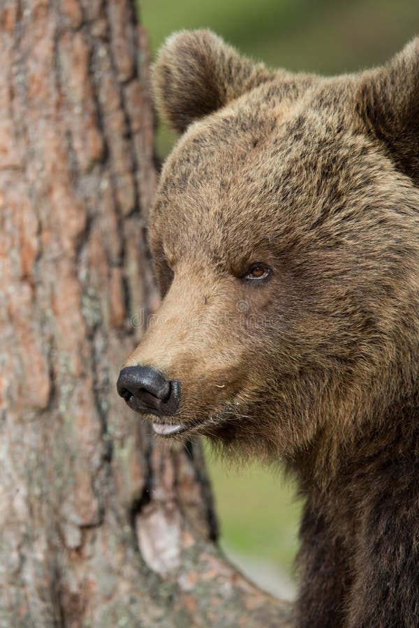 Brown bear in Finnish Tiaga forests