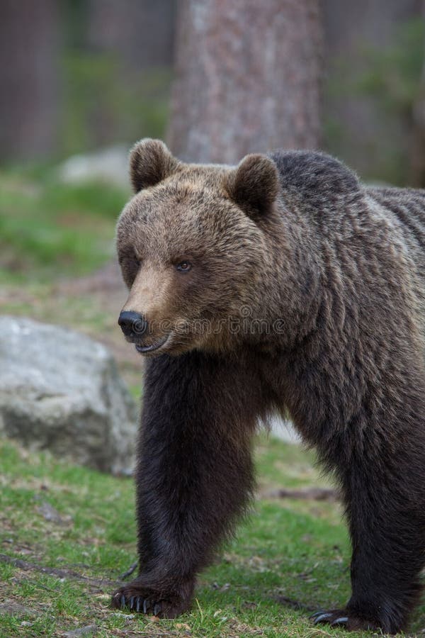 Brown bear in Finnish Tiaga forests