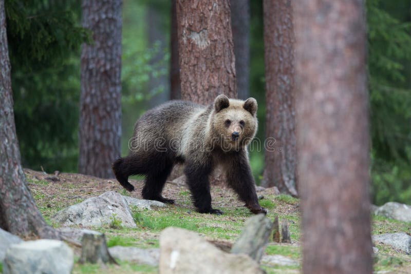 Brown bear in Finnish Tiaga forests