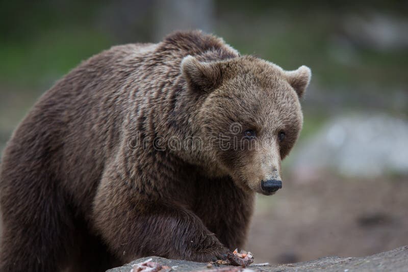 Brown bear in Finnish Tiaga forests