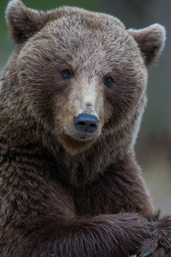 Brown bear in Finnish Tiaga forests