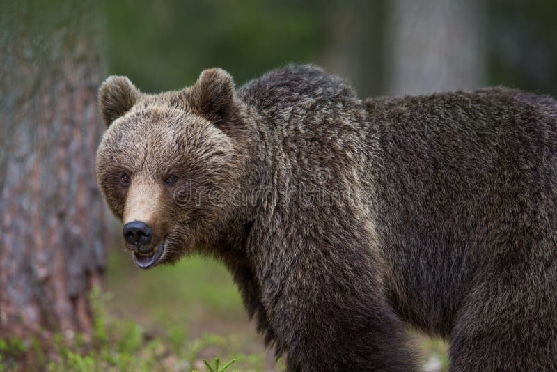 Brown bear in Finnish Tiaga forests