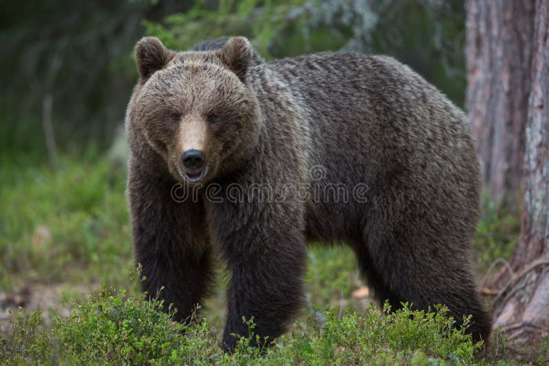 Brown bear in Finnish Tiaga forests