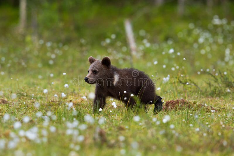 Brown bear in Finnish Tiaga forests cute cub amongst flowers