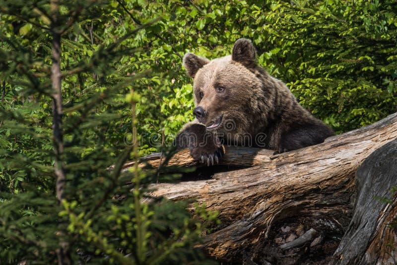 A brown bear in the forest. Big Brown Bear. Bear sits on a rock. Ursus arctos. stock image A brown bear in the forest. Big Brown Bear. Bear sits on a rock. Ursus arctos. stock image