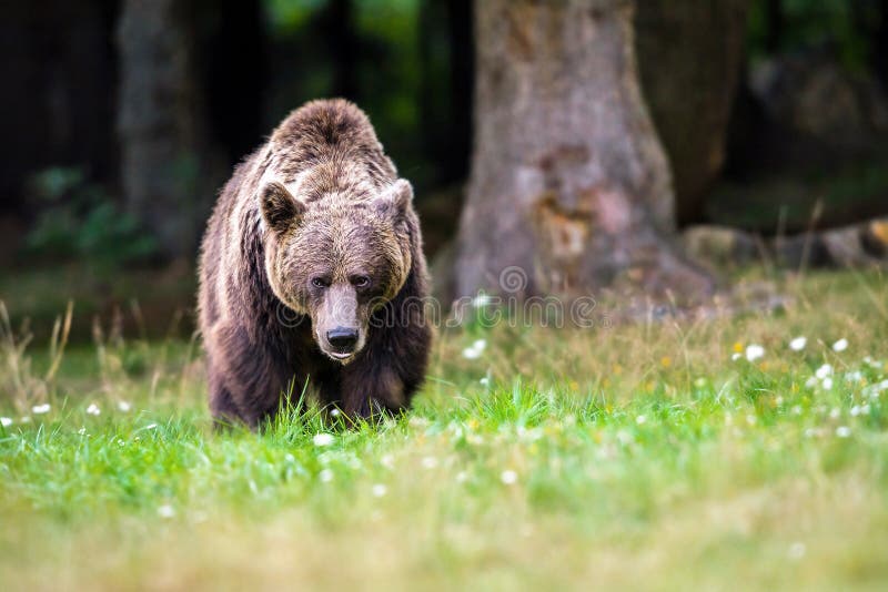 Dangerous brown bear stock image. Image of portrait 124365373