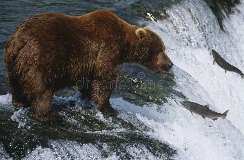 Brown Bear grizzly bear looking at salmon Katmai National Park Alaska USA.