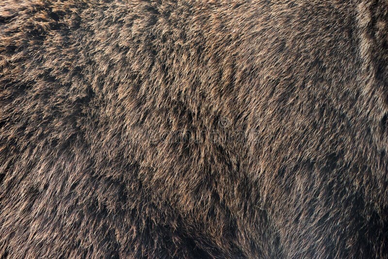 Brown bear hair stock image. Image of natural, decoration 109348305