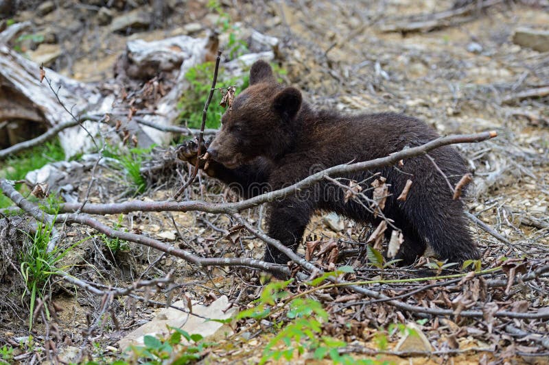are bears nocturnal are bears nocturnal
