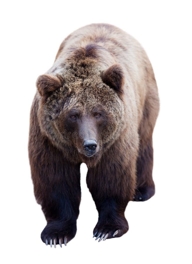 Brown bear over white