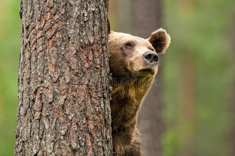 Brown bear portrait in forest, looking behind a tree stock photo