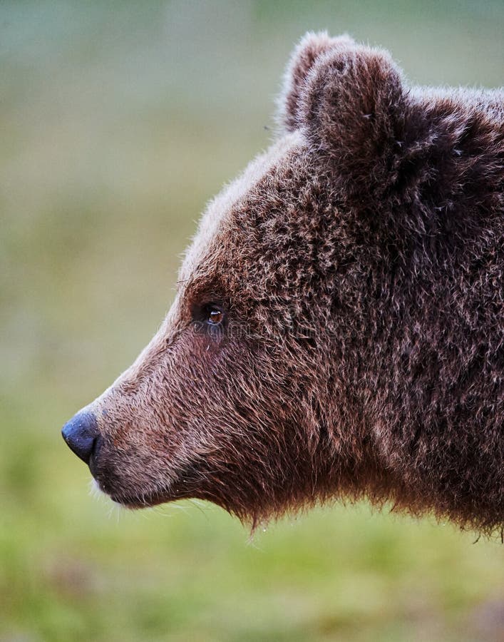 Portrait of a young brown bear photographed in profile.
