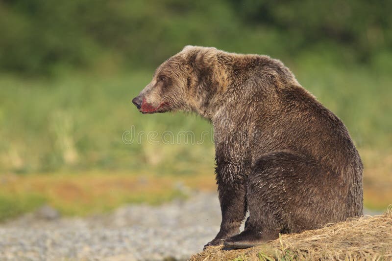 Brown bear resting by river