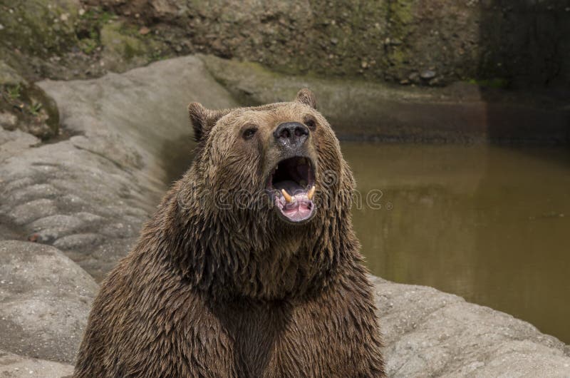 Brown bear roar stock image. Image of roars, trained 92761493