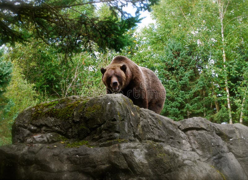 Brown Grizzly Bear on Rock