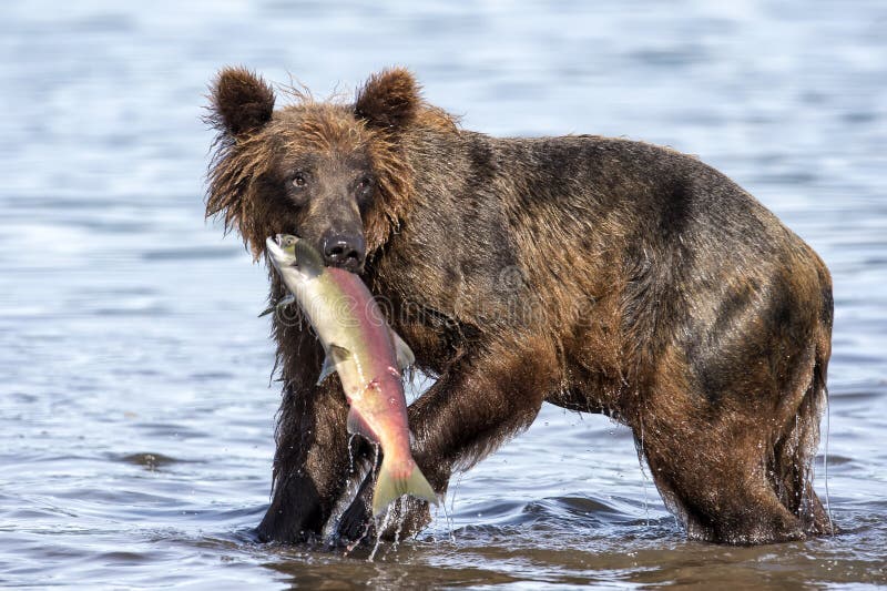 A brown bear with a salmon