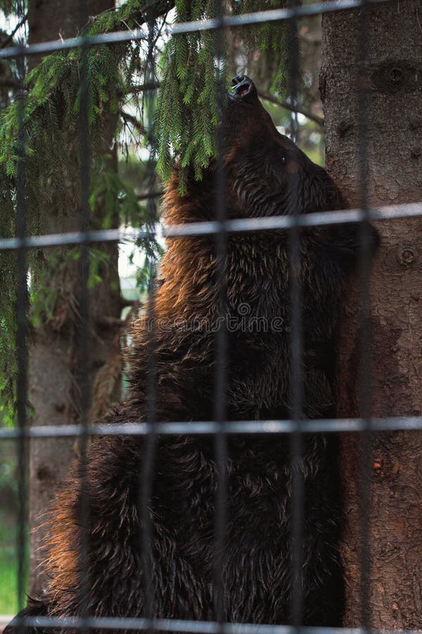 Brown bear scratching - Stock Image - C029/9458 - Science Photo