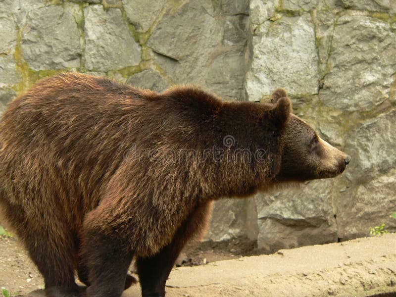 Brown bear side view stock photo. Image of strong, standing - 1101310