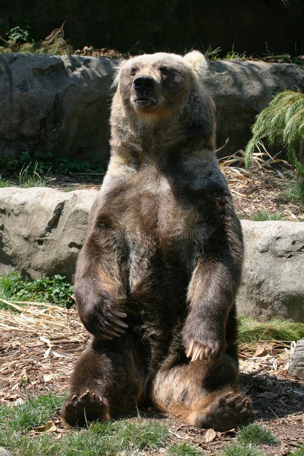 Brown bear sitting