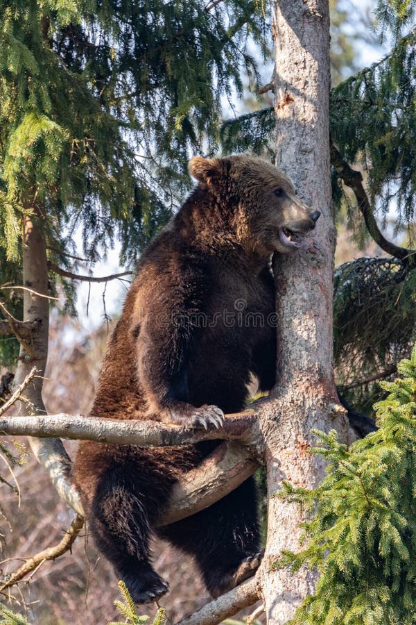 Brown Bear Sitting on a Tree in the Bavarian Forest, Germany Stock