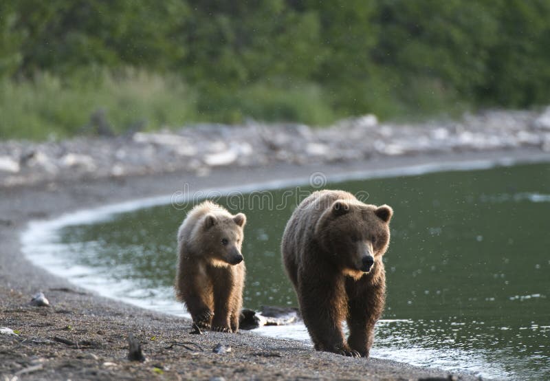 Brown Bear sow and Cub